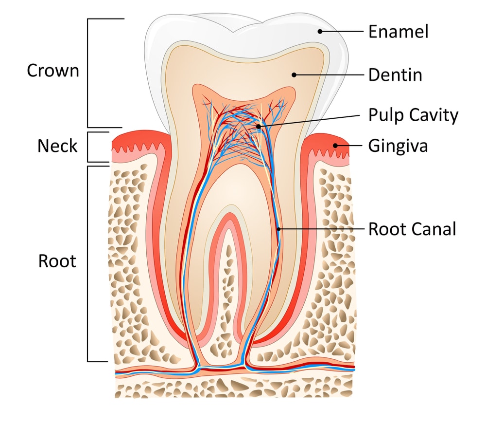 Tooth anatomy: root, neck, and crown of a tooth