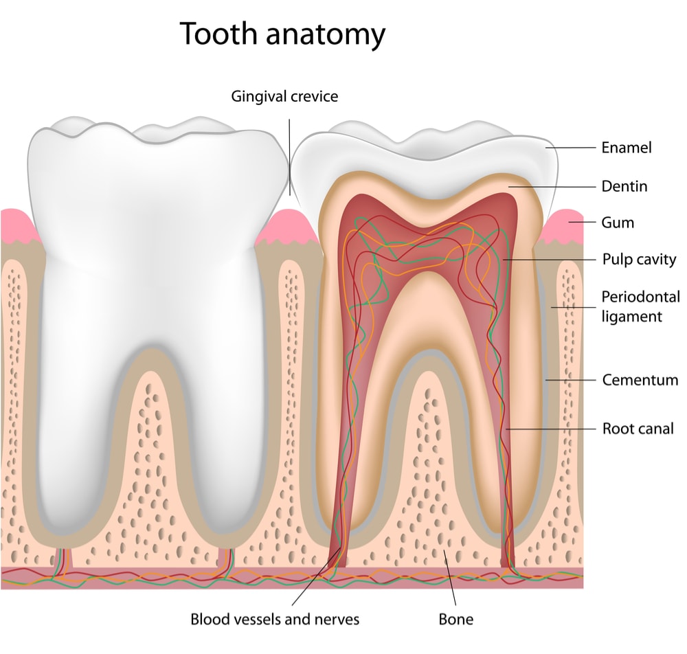 Internal tooth anatomy