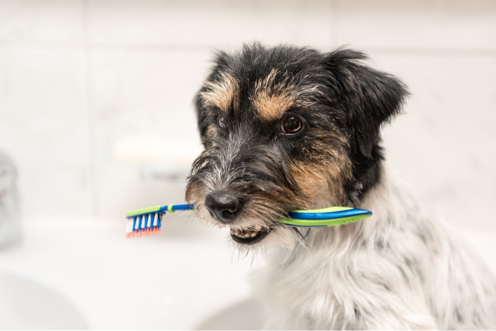 Toothbrush in a little dog’s mouth