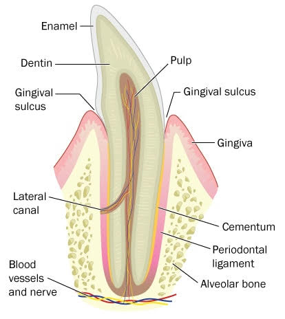 Illustration of periodontal tissues