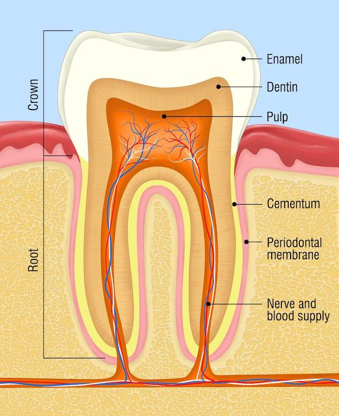 Image showing a tooth's crown, root, enamel, dentin, pulp, cementum, periodontal membrane, nerve and blood supply.