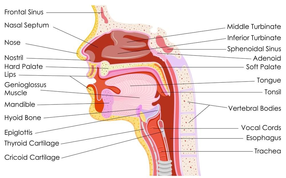 Detailed human throat anatomy: soft and hard palates, tonsils, hyoid bone, trachea, turbinates, adenoids, trachea, vocal cords …