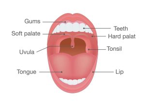 Anatomy of the Human Mouth