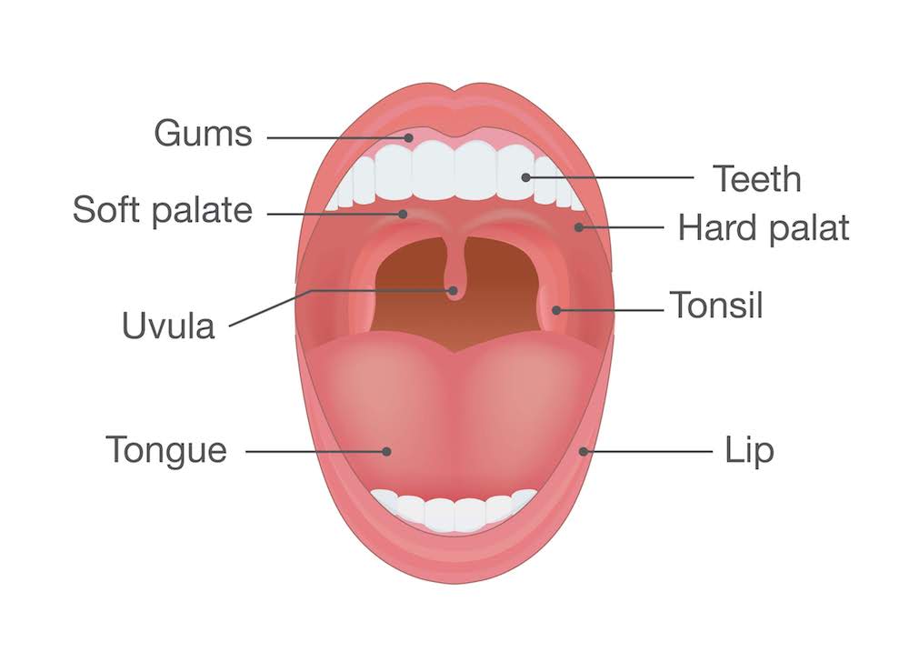Human mouth: image showing the uvula, soft and hard palates, tonsils, teeth, gums, lips, and tongue