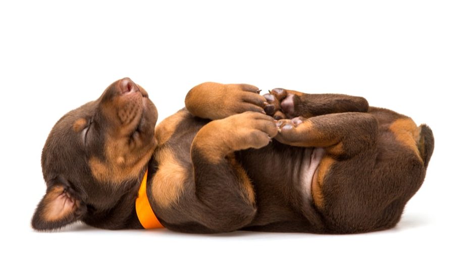 Image of a puppy sleeping on its back