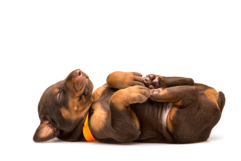 Puppy sleeping on its back