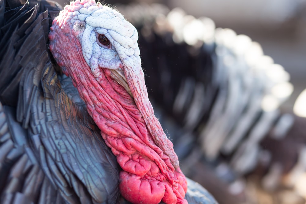 close-up portrait of a turkey with large flaps of red skin hanging off its chin