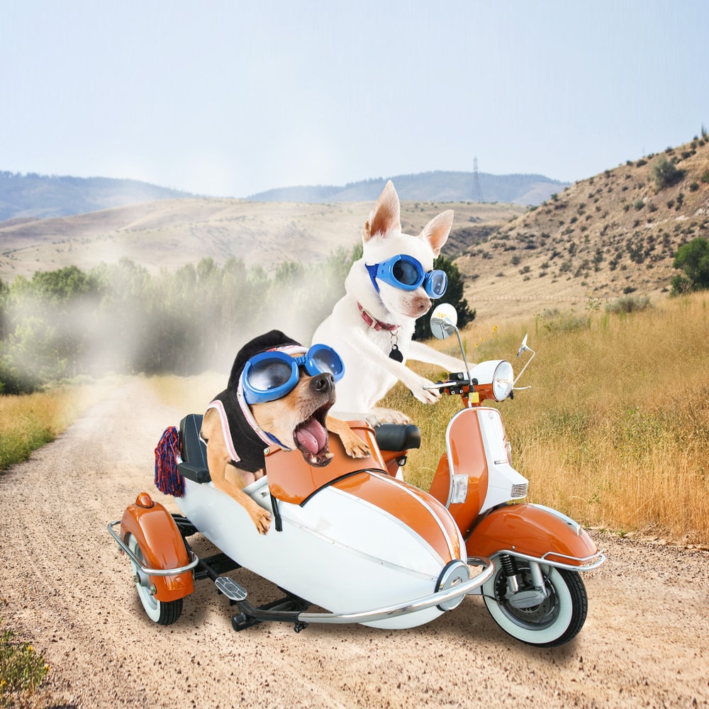 Funny image of 2 chihuahuas driving a scooter. The co-pilot seems very drowsy but the pilot remains focused on the road.
