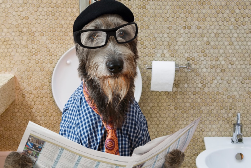 Funny image of a dog with glasses, wearing a tie and reading a newspaper.