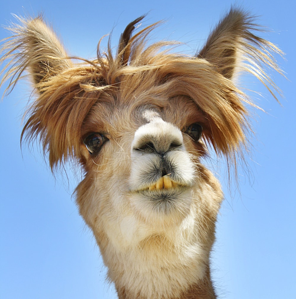 Funny image of an alpaca with a bizarre hair.