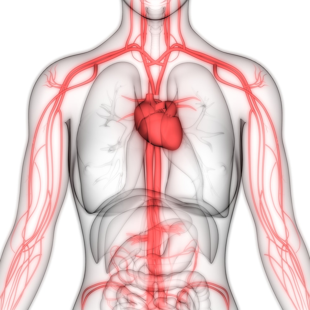 Human circulatory system anatomy showing heart and blood vessels