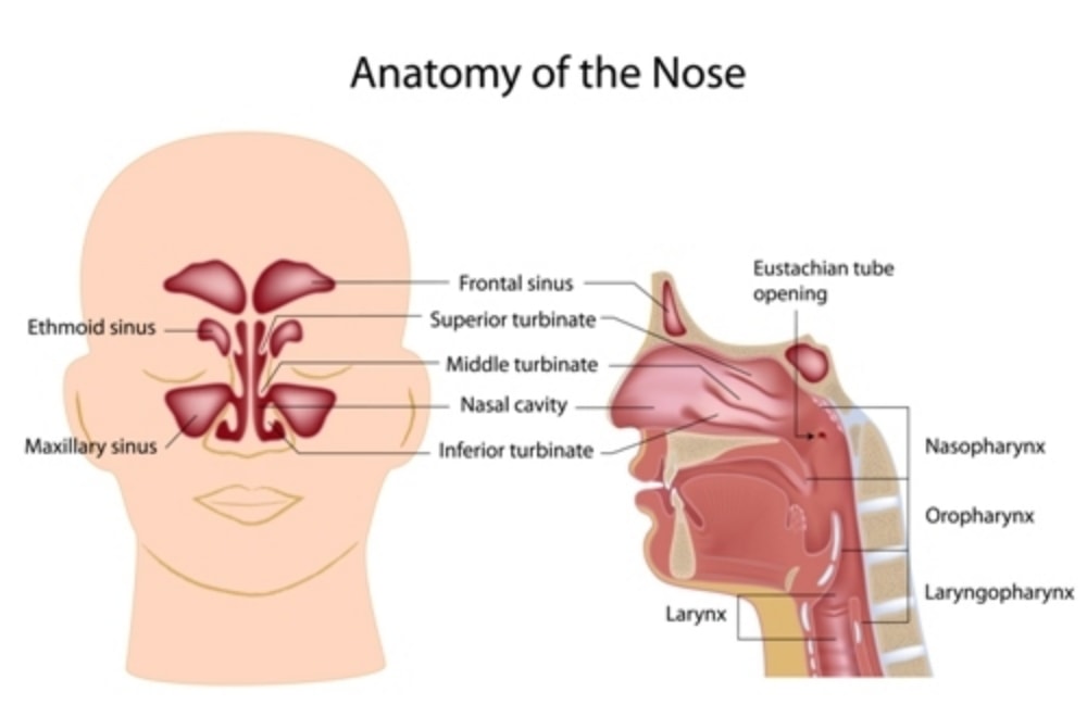 Anatomy of the nose and upper respiratory system