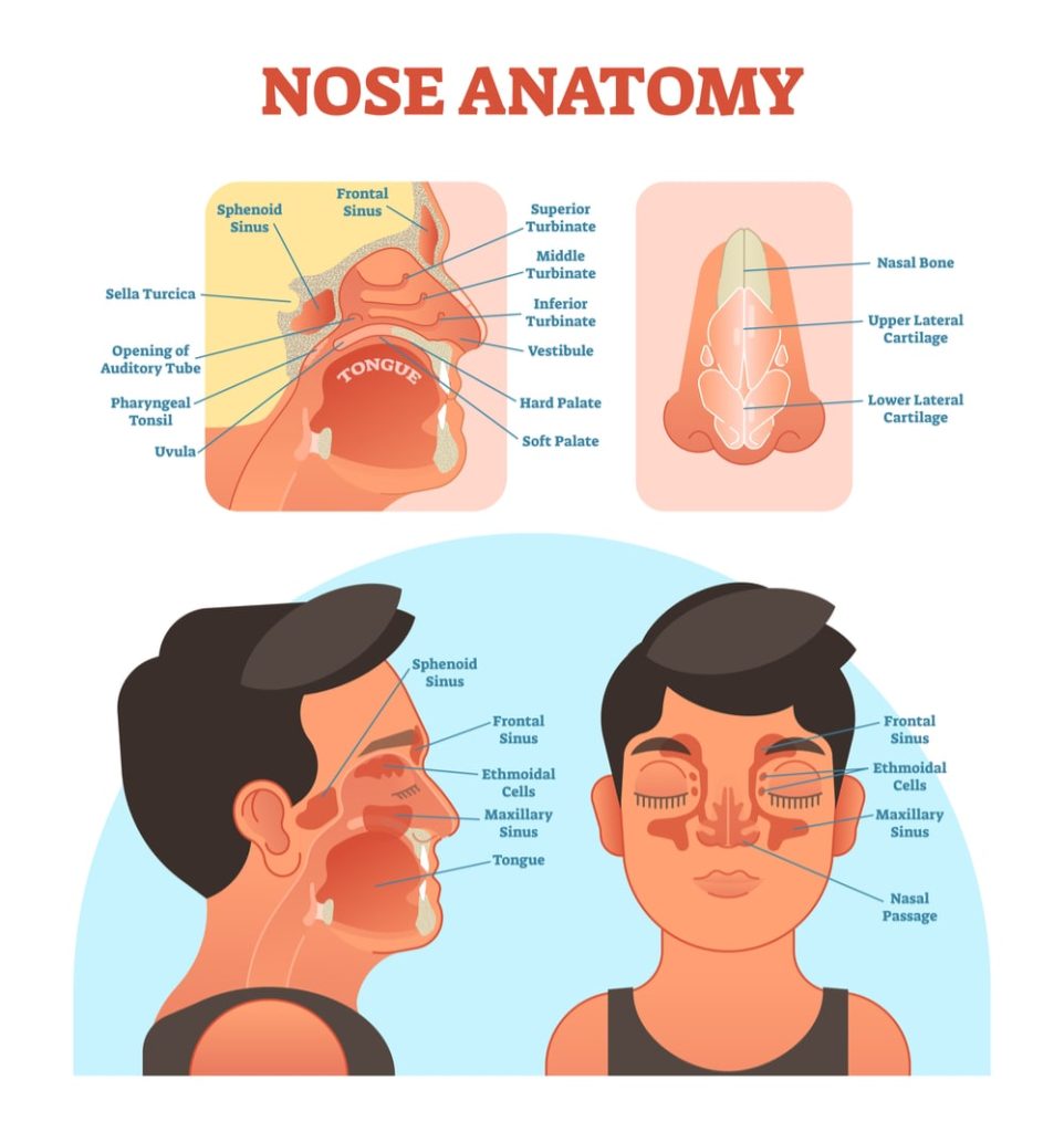 Turbinates, soft palate and uvula can be seen in the image.