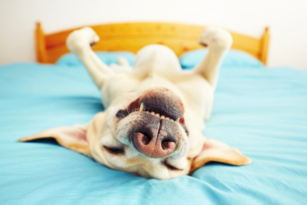 Dog sleeping like a log