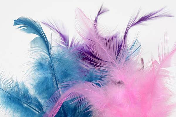 Pink, blue and purple colored feathers.